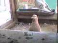 My Brown And white Pigeon.