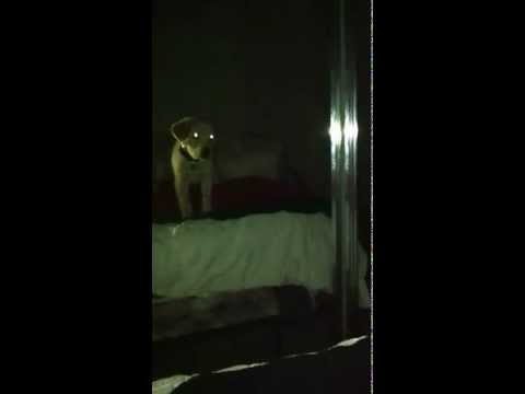 Labrador Retriever puppy sees his reflection