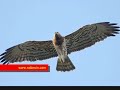 Yenik-y-Foto-raf-Vid