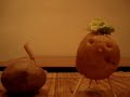 Struggle to freedom of a potatoe - black '47 survivors - dictatorship on a potato ship