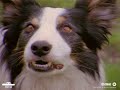 dog dogs cute dog dogs cute