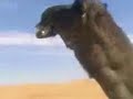 موقع سمان الهرج الشعبي مزاين مزايين الابل بعير ناقه ناقة فحل مجاهيم وضح قصايد قصيده قلطات قلطه شعر اشعارالهاجري القحطاني العتيبي السبيعي اليامي العجمي المري الحربي الدوسري شعبي
