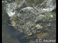 Merganetta armata / Torrent Duck