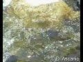 Merganetta armata / Torrent Duck