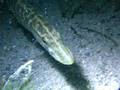 Esox Pike Brochet