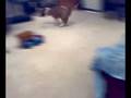 videos de Bull Terrier doing the mess around