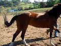 synchronous trotting, cantering and jumping of man and horse