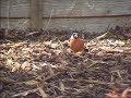 Bullfinch