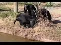 A Bad Ape