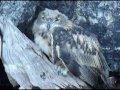 EAGLE OWL RESCUE OPARATION divx 2009