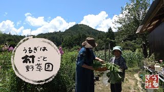 うるぎは村ごと野草園