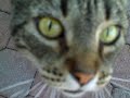 Giblet the cat checking out the camera