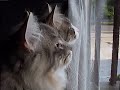 Two kittens chattering in unison!