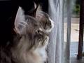 Two kittens chattering in unison!
