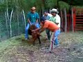 jaumave tamps  yeya jaripeando a el milagro