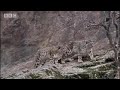 The BBC wildlife 'Snow Leopard- Beyond the Myth' crew journey to Pakistan filming fascinating insights into the behaviour of the elusive snow leopard. Contains images some viewers may find disturbing. Filming takes an exciting turn when a snow leopard cub is spotted in the cave of the female cat the team have been following. Check out the fascinating ways a juvenile leopard learns to tackle the testing terrain of the Pakistan mountain slopes in this video from the BBC animal show 'Snow ...