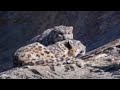 Cute mother and cub snow leopard behaviour - Snow Leopard: Beyond the Myth - BBC animals