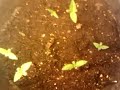 2nd closet grow week 2 day3