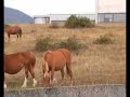 lioni non solo diossina dioxin