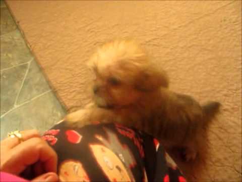 Meet Wendy and Whitney two adopted shorkie puppies