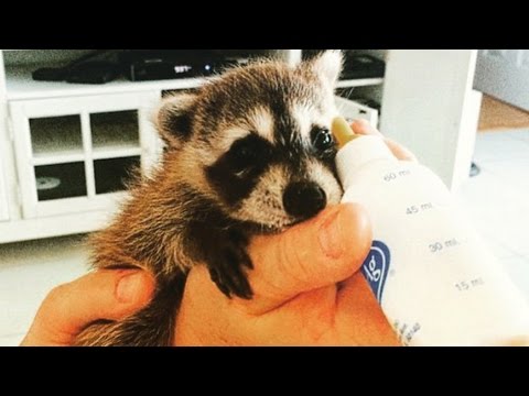 Pumpkin The Raccoon