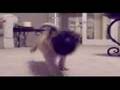 Pug video
