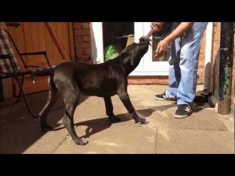 dogo bully