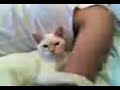 lizer-1.html