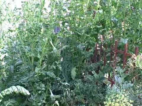 how to fertilize snap peas