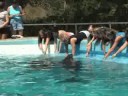 2008 09 SeaWorld Petting Dolphins