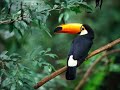 sounds of nature - wildlife relaxation