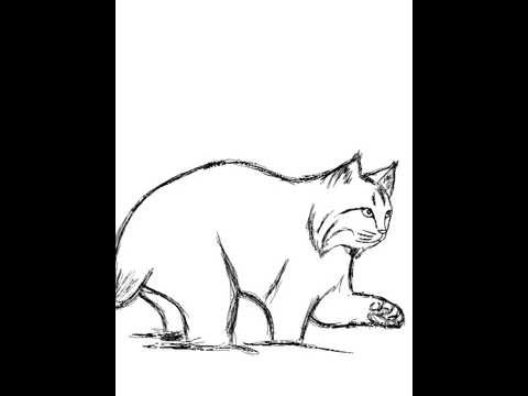 how to draw lynx