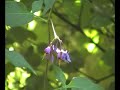 Solanum dulcamara, woody nightshade