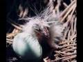 videos de Flamingo Gardens Everglades Wildlife.wmv