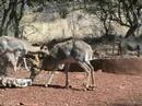 TIA - This is Africa - 11 days in the bush: Mtn Reedbuck