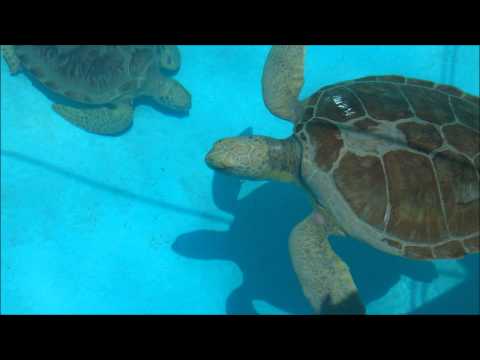 YouTube reptile video