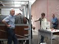 making horse-babies making horse-babies