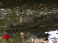 Back From the Brink: Siamese Crocodiles