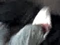 Gayson\ Gayson\