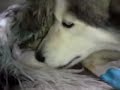 HUSKY PARIENDO PERRITOS 2 HUSKY PARIENDO PERRITOS 2