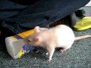 R.I.P. Reba (my ratty)