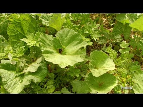 bruit - Pendant quelques minutes changez-vous les idées. Accordez-vous un moment de relaxation au bord d'un étang et de sa rivière...5 minutes de bonheur.