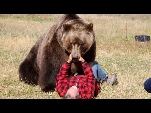 how to react black bear