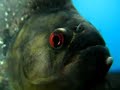 11inch purple blue diamond black piranha 05thOct07 Head