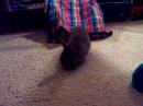 Binkie Beginning :)