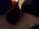Binkie Beginning :)