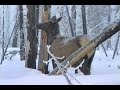 America's National Parks and Forests