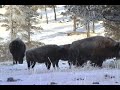 americas national parks and forests