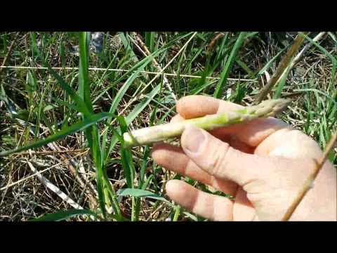 how to trim asparagus plants