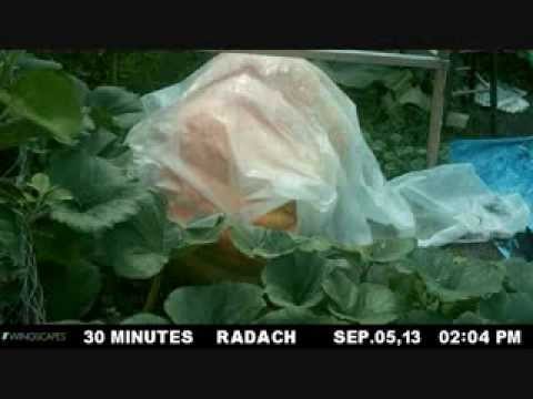 how to grow a 300 lb pumpkin